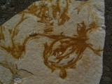 Fischli-Flinz aus Solnhofen