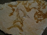 Fischli-Flinz aus Solnhofen