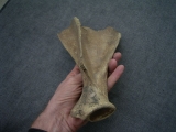 Rothirsch Schulterblatt