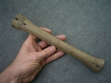 Rothirsch Mittelhandknochen