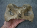 Giant deer Megaloceras Atlas vertebra