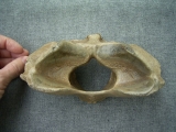 Riesenhirsch Atlaswirbel
