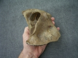 Riesenhirsch Atlaswirbel
