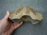 Riesenhirsch Atlaswirbel