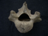 Riesenhirsch Megaloceros Lendenwirbel