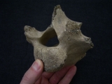 Riesenhirsch Megaloceros Lendenwirbel