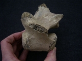Riesenhirsch Megaloceros Lendenwirbel