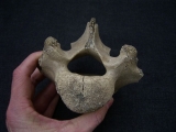 Riesenhirsch Megaloceros Lendenwirbel