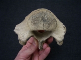 Riesenhirsch Megaloceros Lendenwirbel