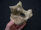Riesenhirsch Megaloceros Lendenwirbel