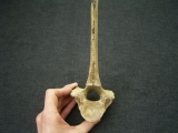 Riesenhirsch Megaloceros Rumpf-Wirbel