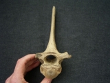 Riesenhirsch Megaloceros Rumpf-Wirbel
