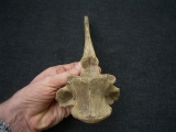 Riesenhirsch Megaloceros Rumpf-Wirbel