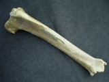 Riesenhirsch Megaloceros Unterschenkelknochen