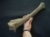 Riesenhirsch Megaloceros Unterschenkelknochen