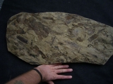 Museum Piece - Giant slab with many plant fossils like horsetails, cones etc.