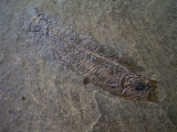 Thaumaturus intermedius