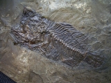 Amphiperca multiformis