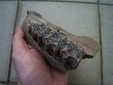 Wild horse skull part with three teeth