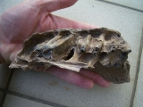 Wild horse skull part with three teeth