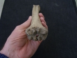 Megaloceros, Mittelfußknochen vom Baby-Riesenhirsch