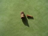 Flugsaurier, Zwei Zehenknochen