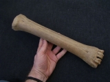 Riesenhirsch Megaloceros Mittelhand-Knochen