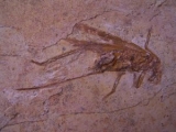 Heuschrecke Saltatoria mit Legestachel
