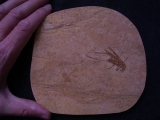 Heuschrecke Saltatoria mit Legestachel