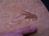 Heuschrecke Saltatoria mit Legestachel