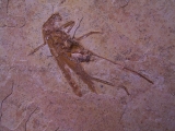 Heuschrecke Saltatoria mit Legestachel