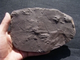 Reptile track slab permian age