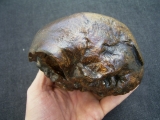 Homo Mojokertensis, Kinderschädel aus Java