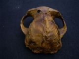 Australopithecus Boisei KNM-ER 406
