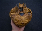 Australopithecus Boisei KNM-ER 406