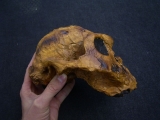 Australopithecus Boisei KNM-ER 406