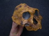 Australopithecus Boisei KNM-ER 406