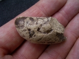 Coprolith aus Messel