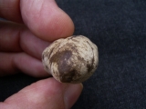 Coprolith aus Messel