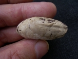 Coprolith aus Messel