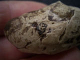 Coprolith aus Messel