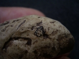 Coprolith aus Messel