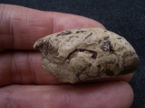 Coprolith aus Messel
