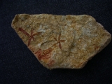 Starfishes silurian age Australia