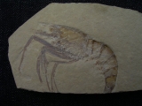 Aeger elegans, Solnhofen