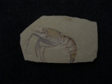 Aeger elegans aus Solnhofen