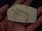 Aeger elegans aus Solnhofen
