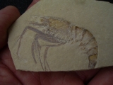 Aeger elegans aus Solnhofen