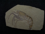 Aeger elegans aus Solnhofen