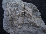 Encrinus liliiformis #1